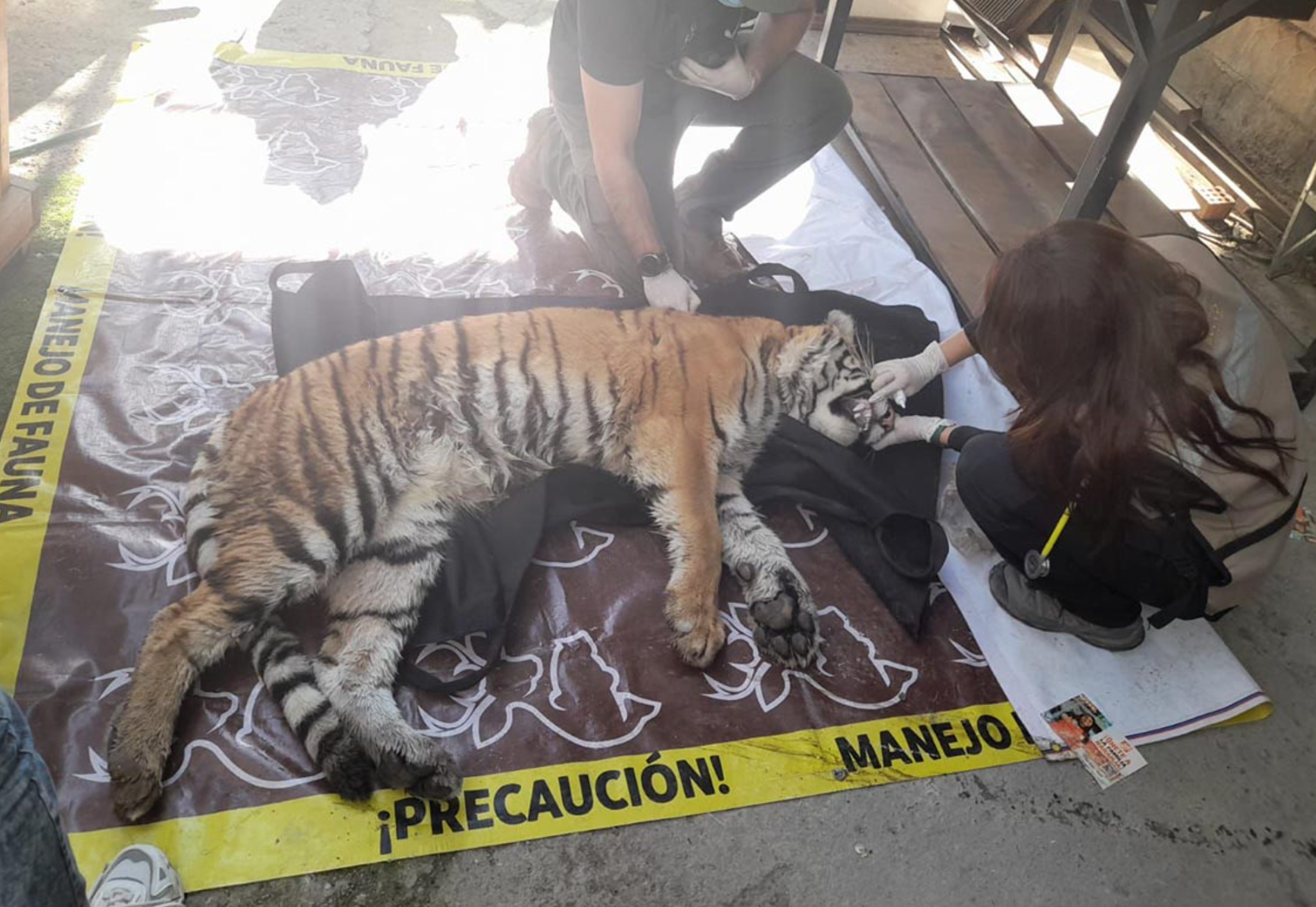 Aseguran un tigre en cateo por narcomenudeo en Nuevo León 